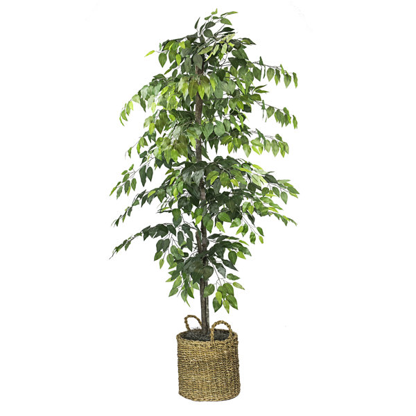 72'' Faux Ficus Tree in Rattan Basket & Reviews Birch Lane